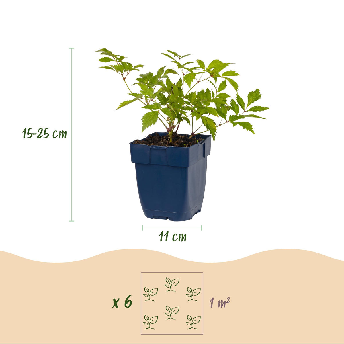 Pluimspirea (J) Deutschland, kenmerkend blad