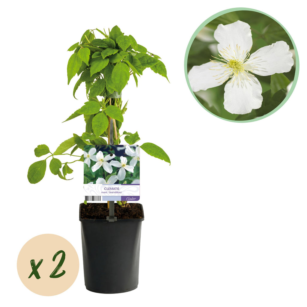 Productafbeelding van Pureplant