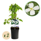 Productafbeelding van Pureplant
