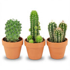 Mini Cactus Mix - 3 Stuks - Ø, groene bladeren