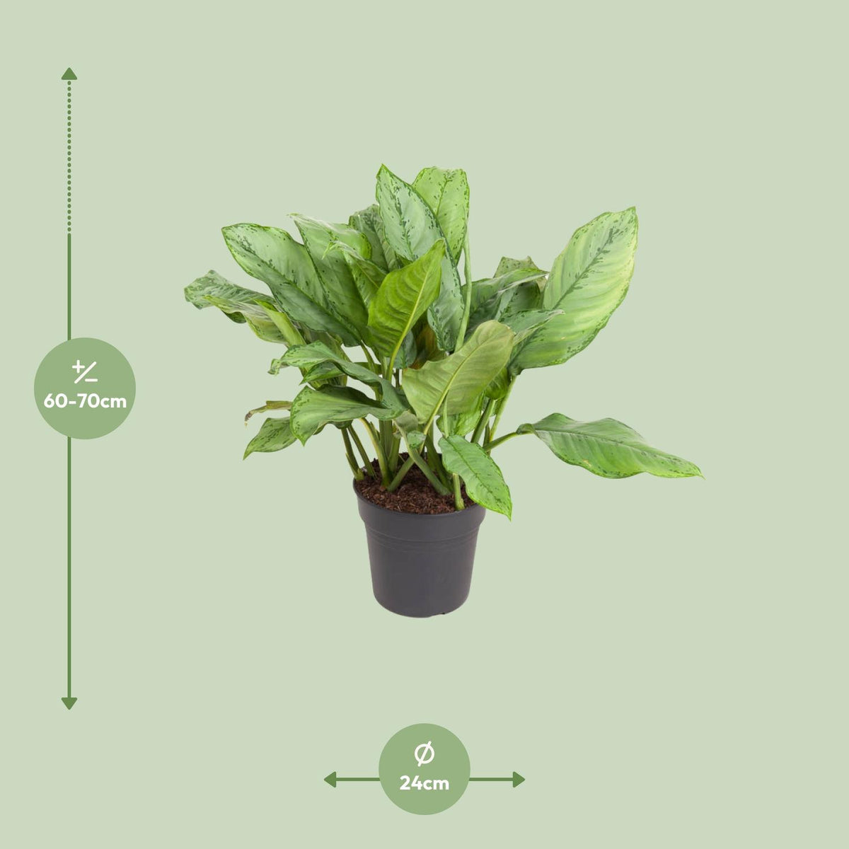 Detailfoto van Aglaonema B.J, Freedman