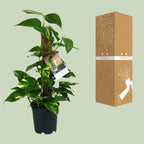 Detailfoto van Scindapsus Epipremnum