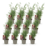 12x Fargesia nitida Red Dragon