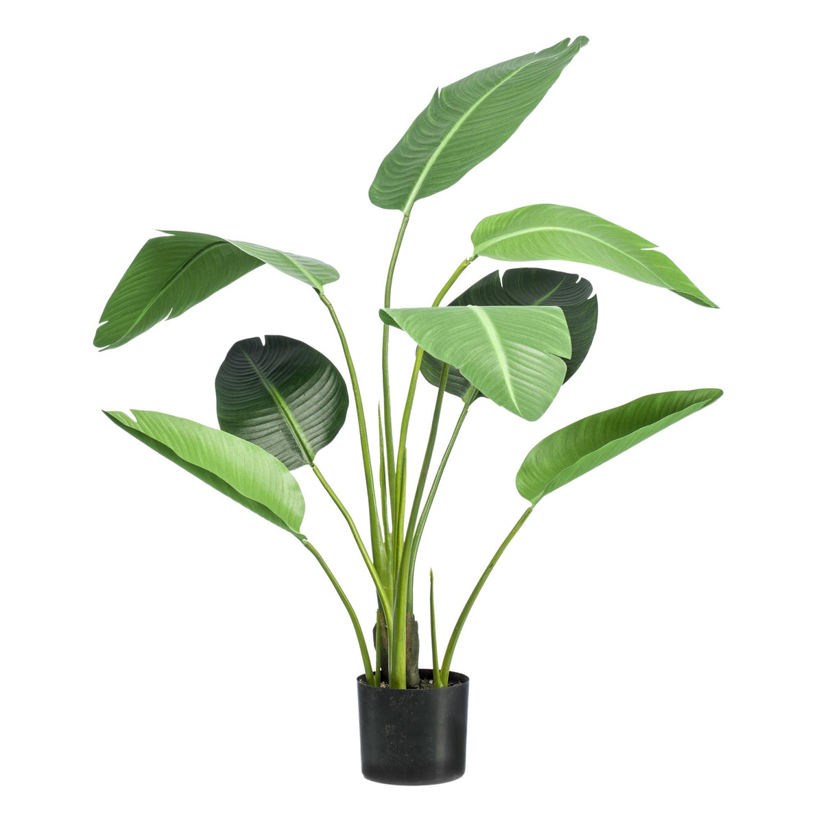 kunstplant - Strelitzia nicolai - Paradijsvogelbloem, groeiwijze van de plant