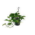 Productfoto van Scindapsus (Epipremnum)