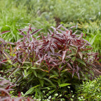 Leucothoe Burning Love, groene bladeren