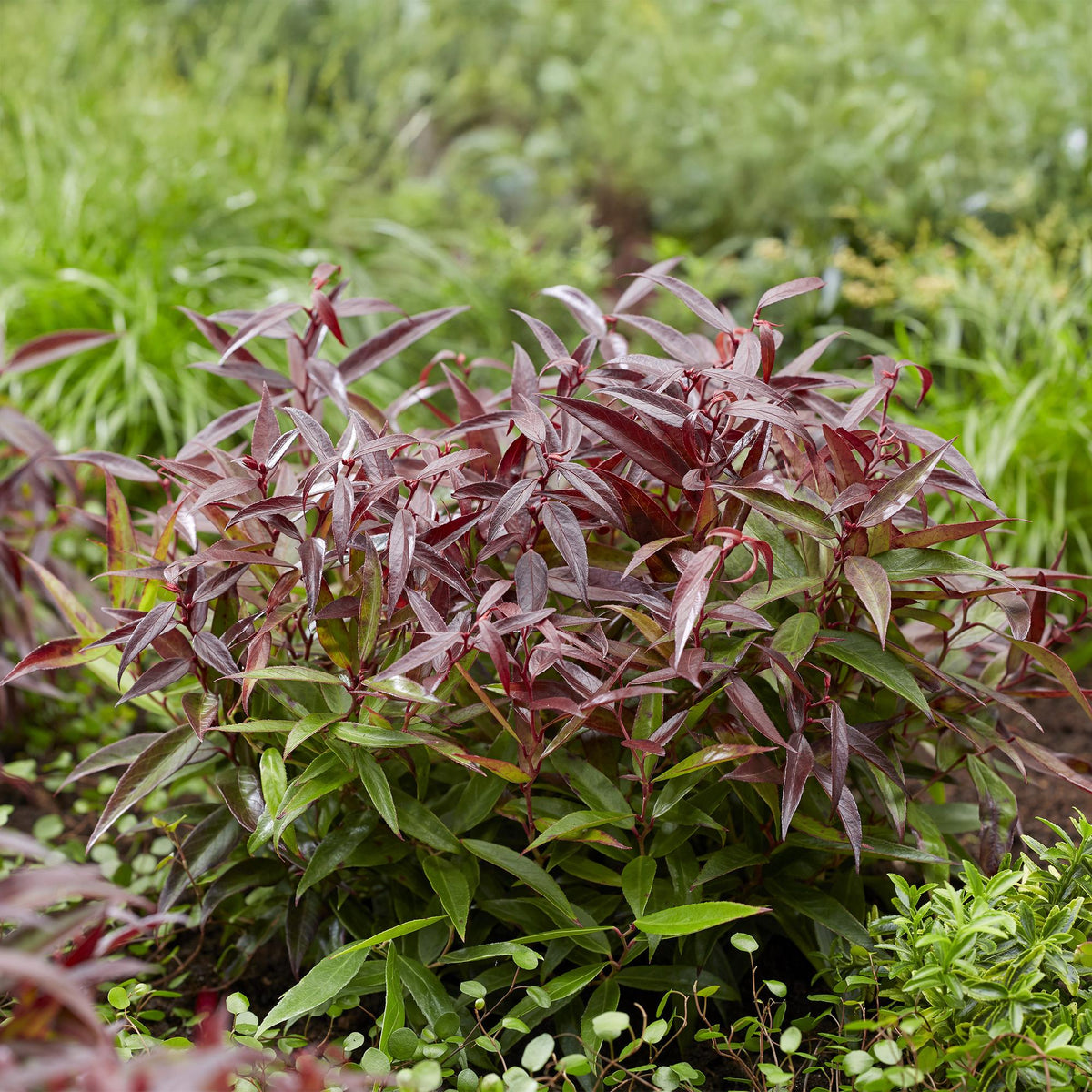 Leucothoe Burning Love, groene bladeren