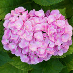 Hydrangea macrophylla Pink, kenmerkend blad