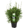 Detailfoto van Fargesia Moontears Boobux, bladhoudende bamboe voor de tuin