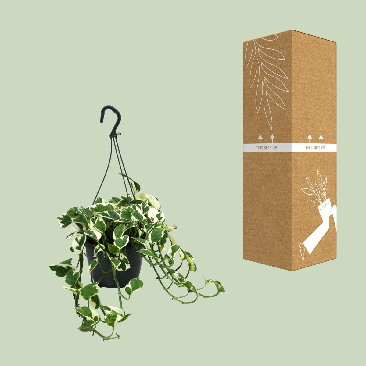 Detailfoto van Scindapsus (Epipremnum) N’Joy