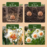 Dubbele narcis &