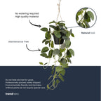 Fittonia - hangplant in pot, detail van het blad