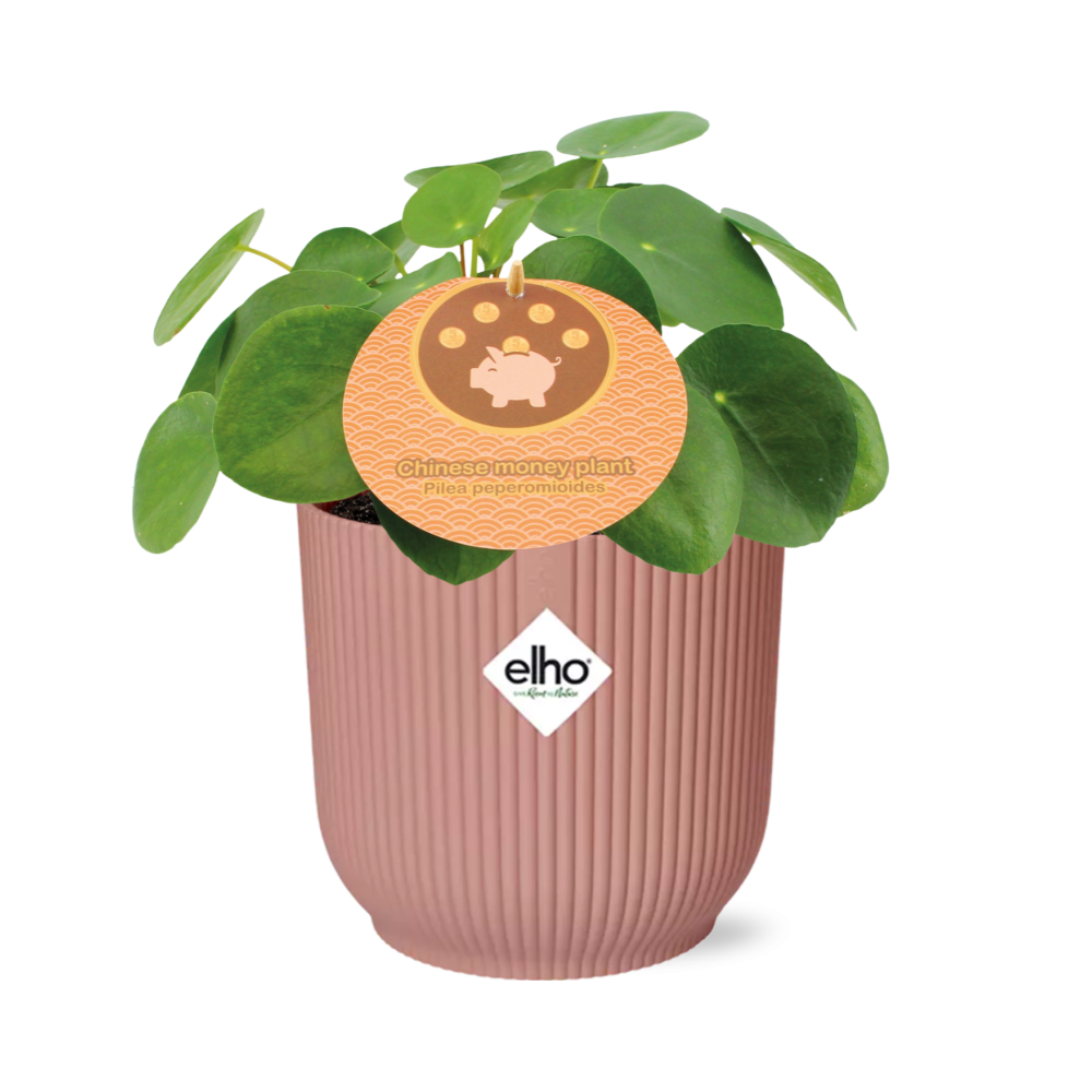 Productfoto van Mother's Day