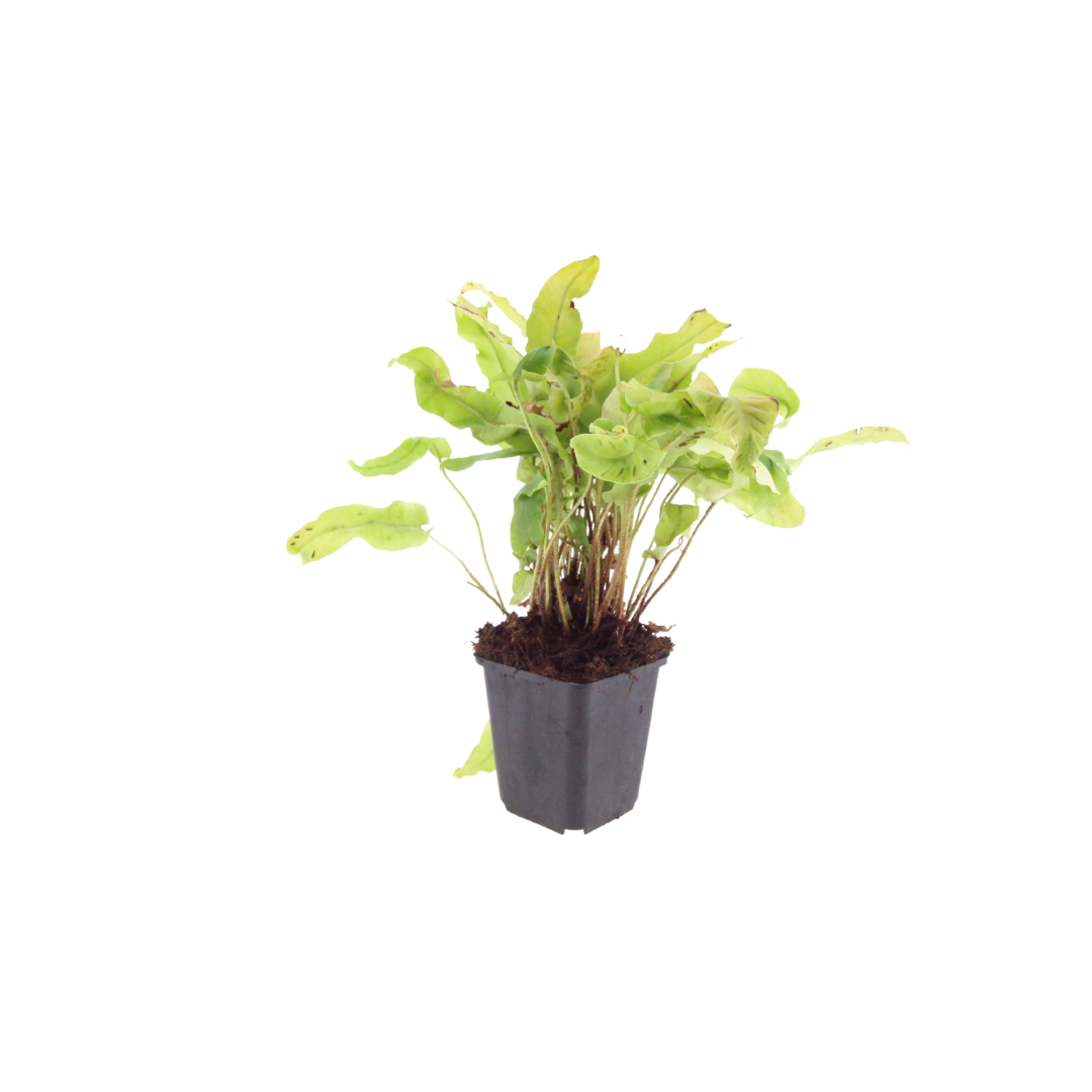 Asplenium scolopendrium, kenmerkend blad