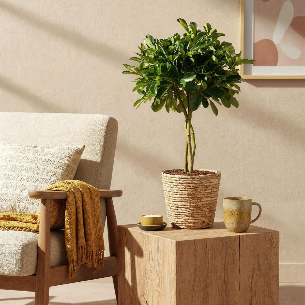 Schefflera Gold Capelle, plant in pot