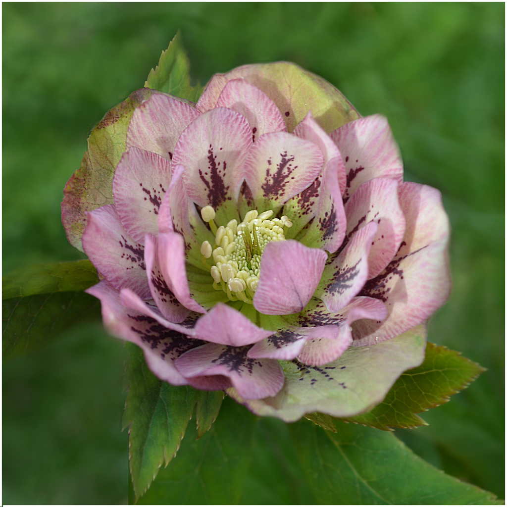 Helleborus Specials, groeiwijze van de plant