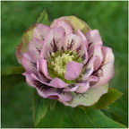 Helleborus Specials, groeiwijze van de plant