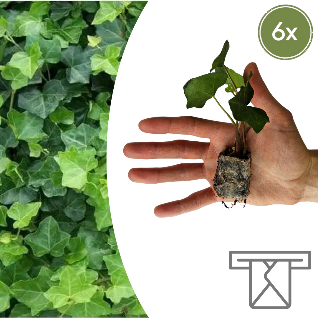 Hedera – 6 Pluggen | Groeien & Geniet van Bedekking, kenmerkend blad