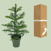 Kamerden Araucaria heterophylla, stekelige takken, 40 cm