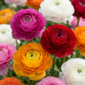 Ranonkel Ranunculus mix bloembollen