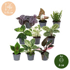 9x Baby Plants Surprise Box - Verrassingsbox kleine planten - Diversen - Tropisch - Ø6cm - ↕5-15cm, gezonde plant