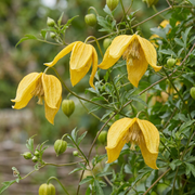Clematis tangutica - gele Chinese bosrank - Ø9 cm
