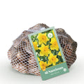Narcis Yellow bloembollen, bolmaat 10/12