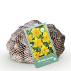 Narcis Yellow bloembollen, bolmaat 10/12
