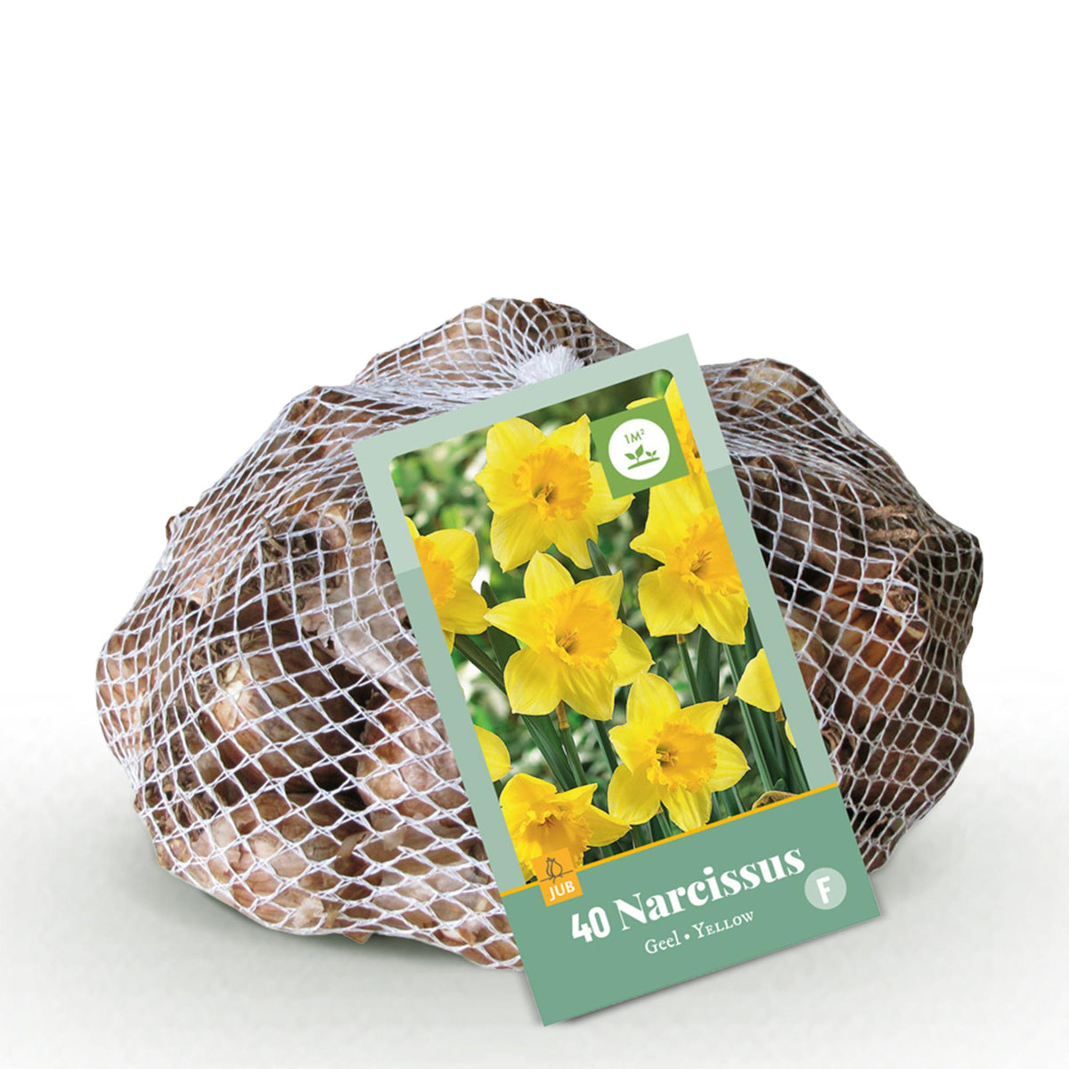 Narcis Yellow bloembollen, bolmaat 10/12