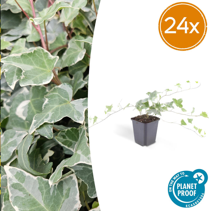 24x Hedera helix &
