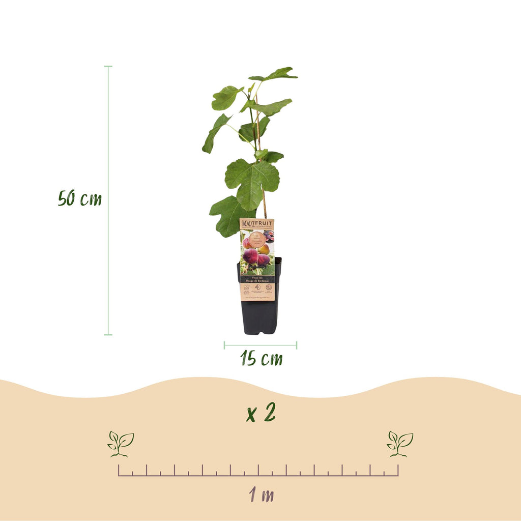 2x Vijgenboom Rouge de Bordeaux, groene bladeren