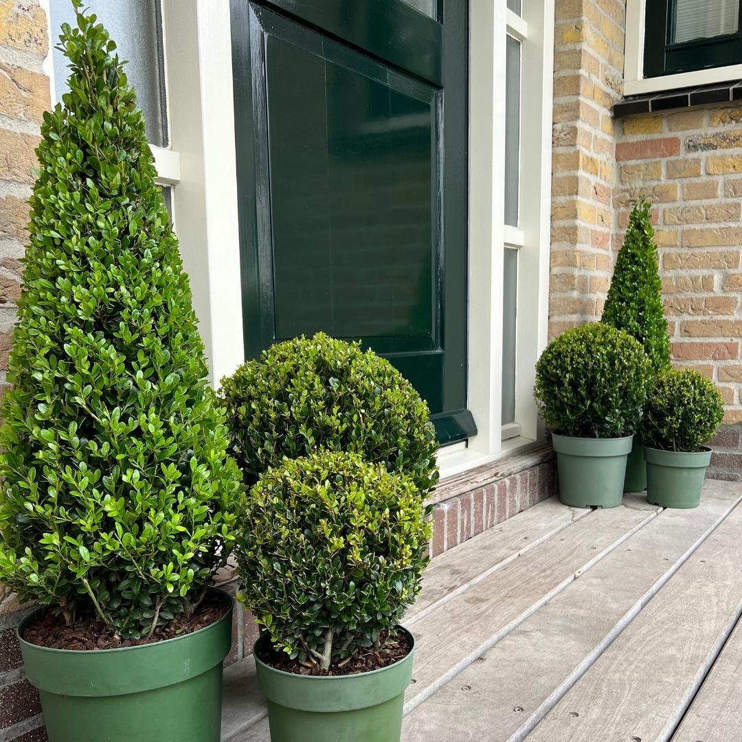 Ilex piramide | Ø, groene bladeren