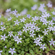 Isotoma fluviatilis - Sterrenbloem - Rotsplanten - Licht Blauw - 6 Planten