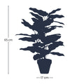 Calathea in pot, plant in pot