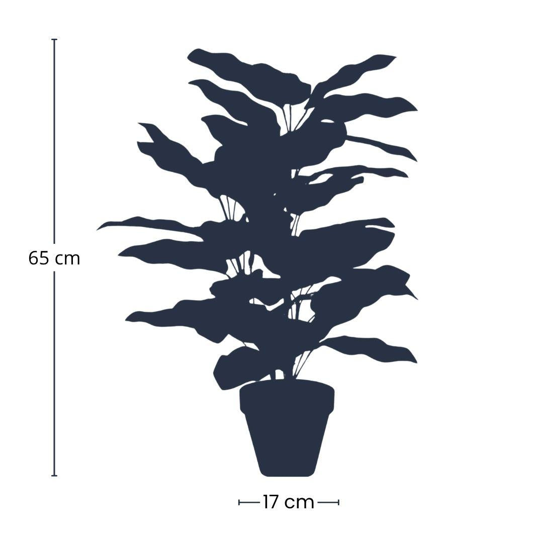 Calathea in pot, plant in pot