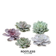 Rootless Echeveria medium mix - kweekdoos