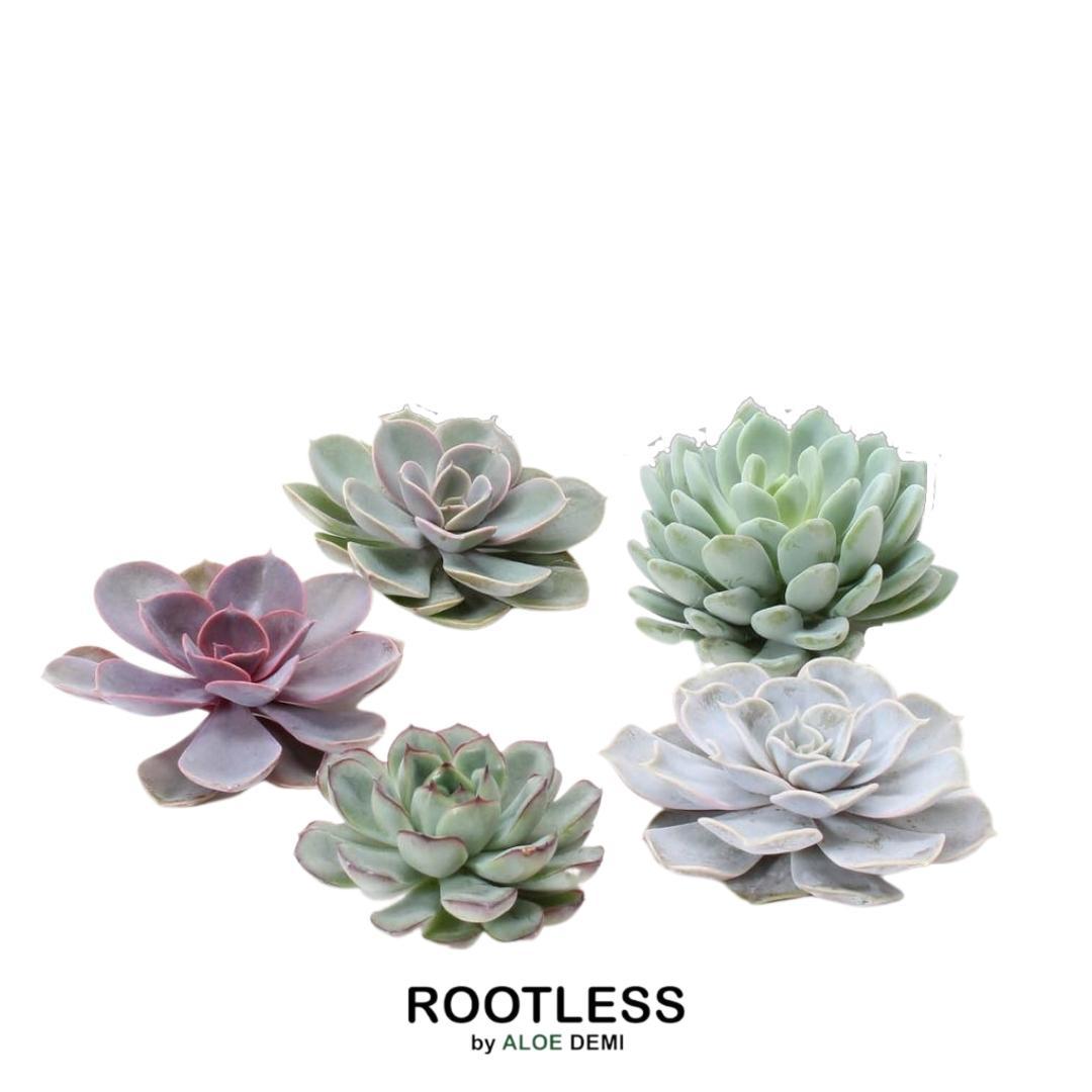 Rootless Echeveria medium mix - kweekdoos, detail van het blad