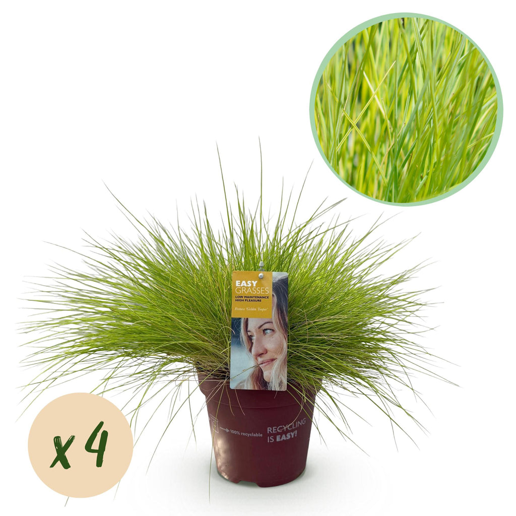 Festuca glauca Golden Toupee, plant in pot