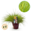 Festuca glauca Golden Toupee, plant in pot