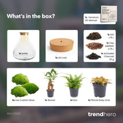 DIY planten terrarium met licht - Sam XL Bonsai