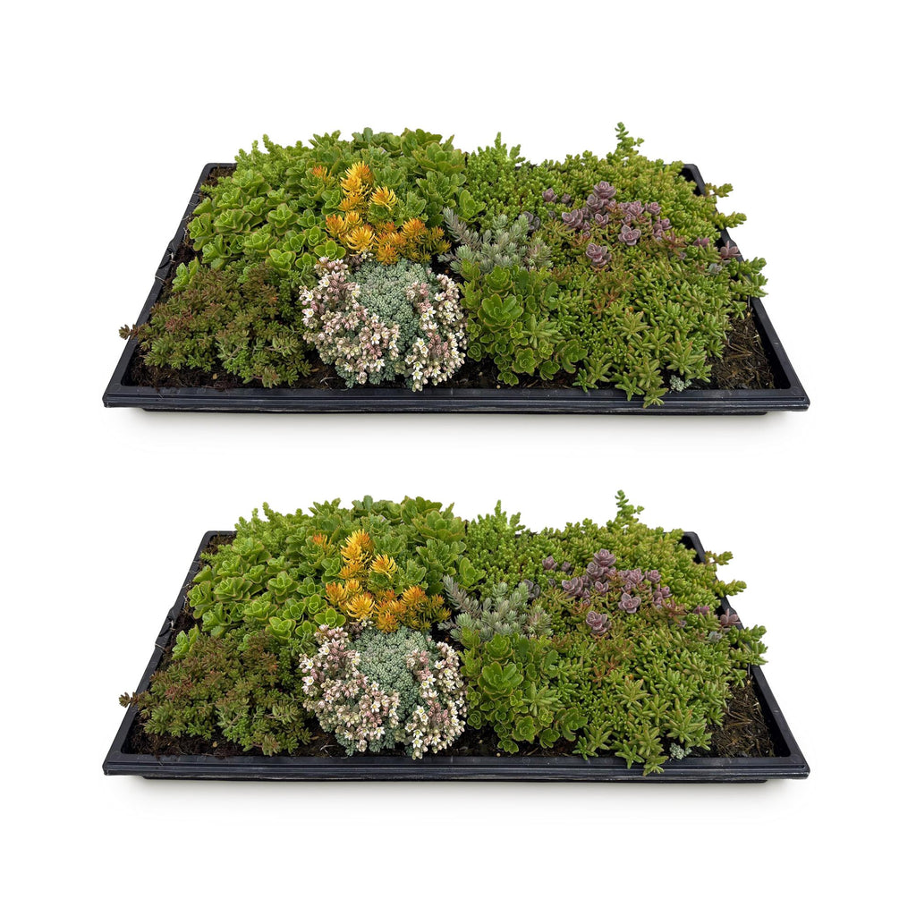Sedum mat - 2 stuks, kenmerkend blad