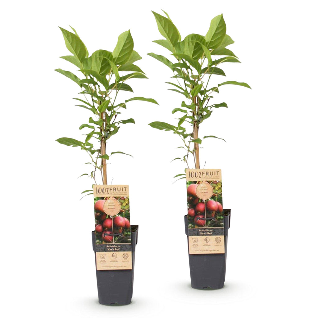 Kiwiplant Ken's Red, fruitgewas voor de tuin, kenmerkend blad