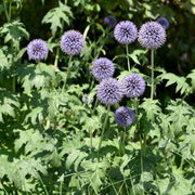 Echinops ritro