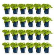 Geranium macrorrhizum - Ooievaarsbek - Bodembedekkend - Roze - 24 Planten