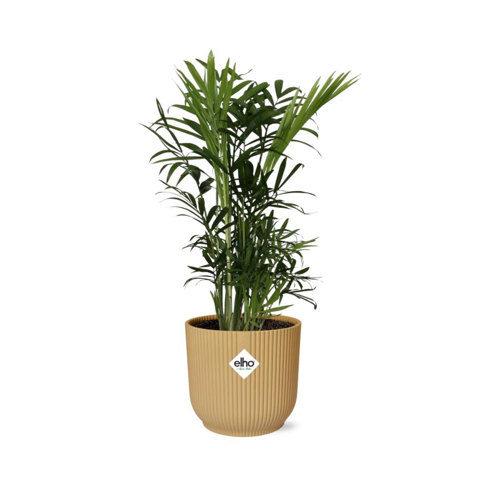 Detailfoto van Chamaedorea Elegans in ELHO Vibes Fold 14cm geel