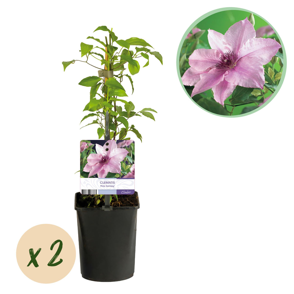 Productafbeelding van Pureplant