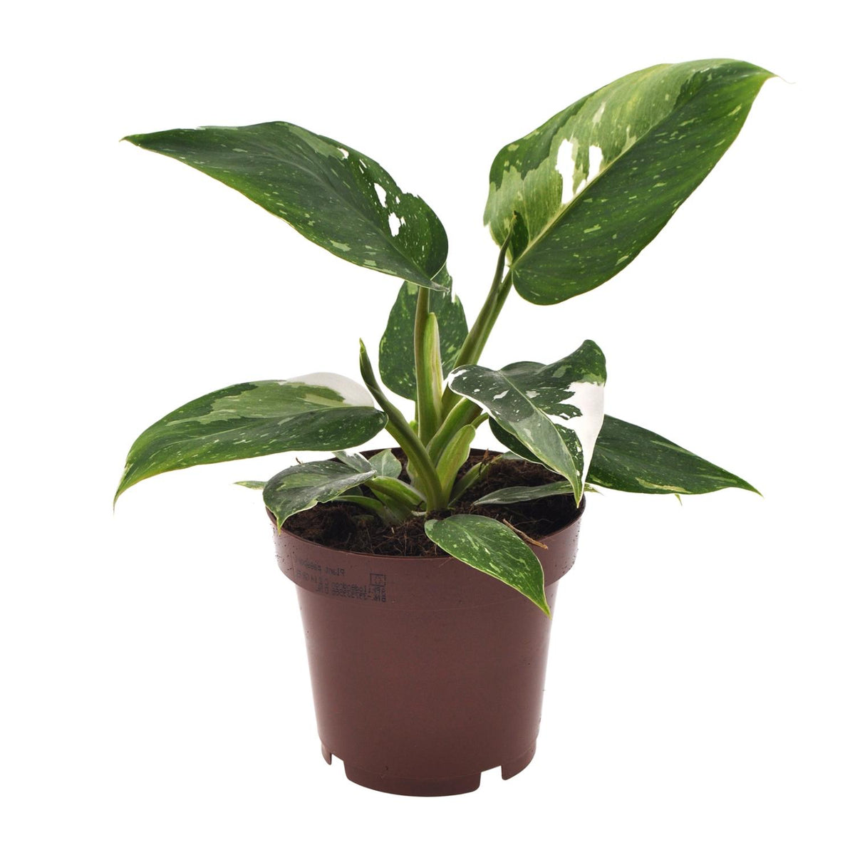 Productfoto van Philodendron White Princess