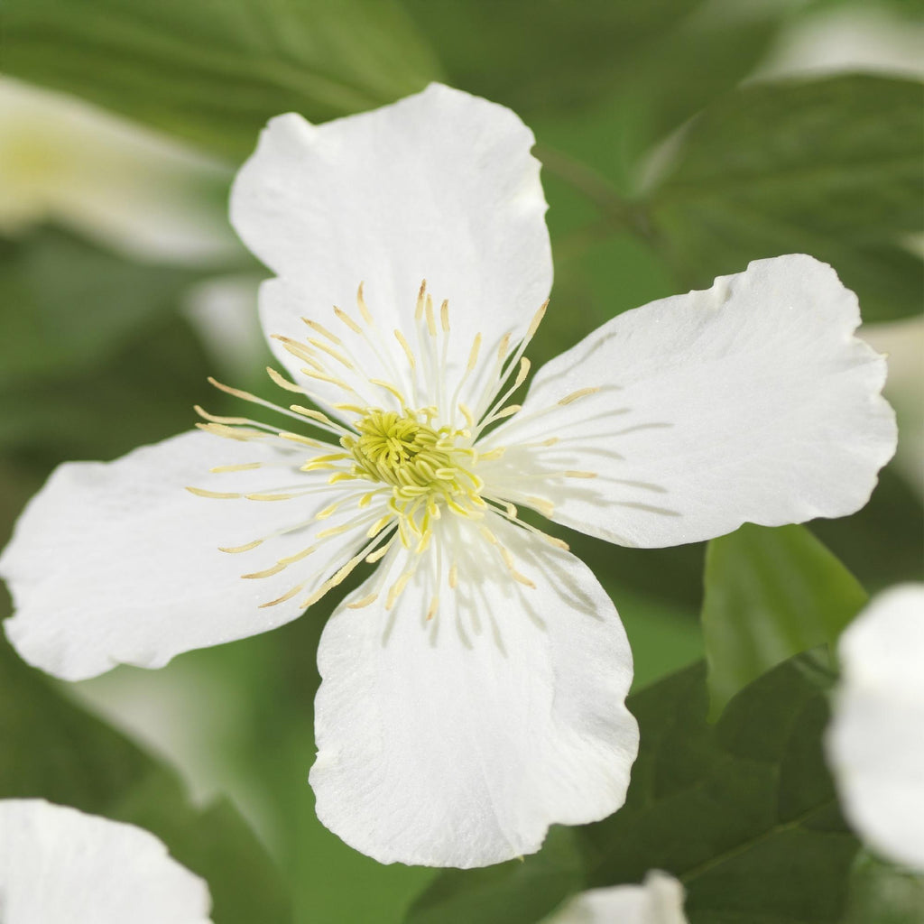 Productafbeelding van Pureplant