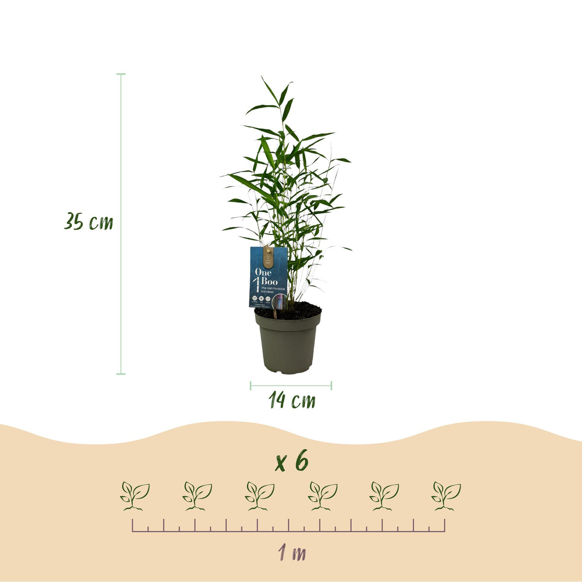 Fargesia Blue Dragon, groeiwijze van de plant