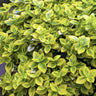 24x Euonymus fort. 'Emerald 'n Gold’